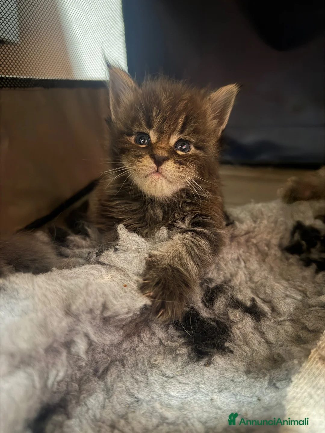 Maine Coon gatti in vendita: Maine coon con pedigree - Annuncio 1