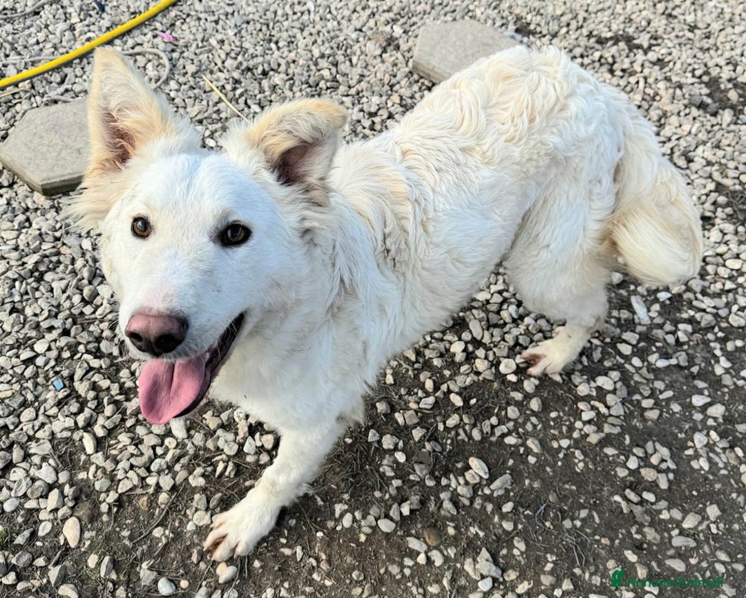 Meticcio cani in regalo: Curzio 10 mesi taglia media  - Annuncio 2