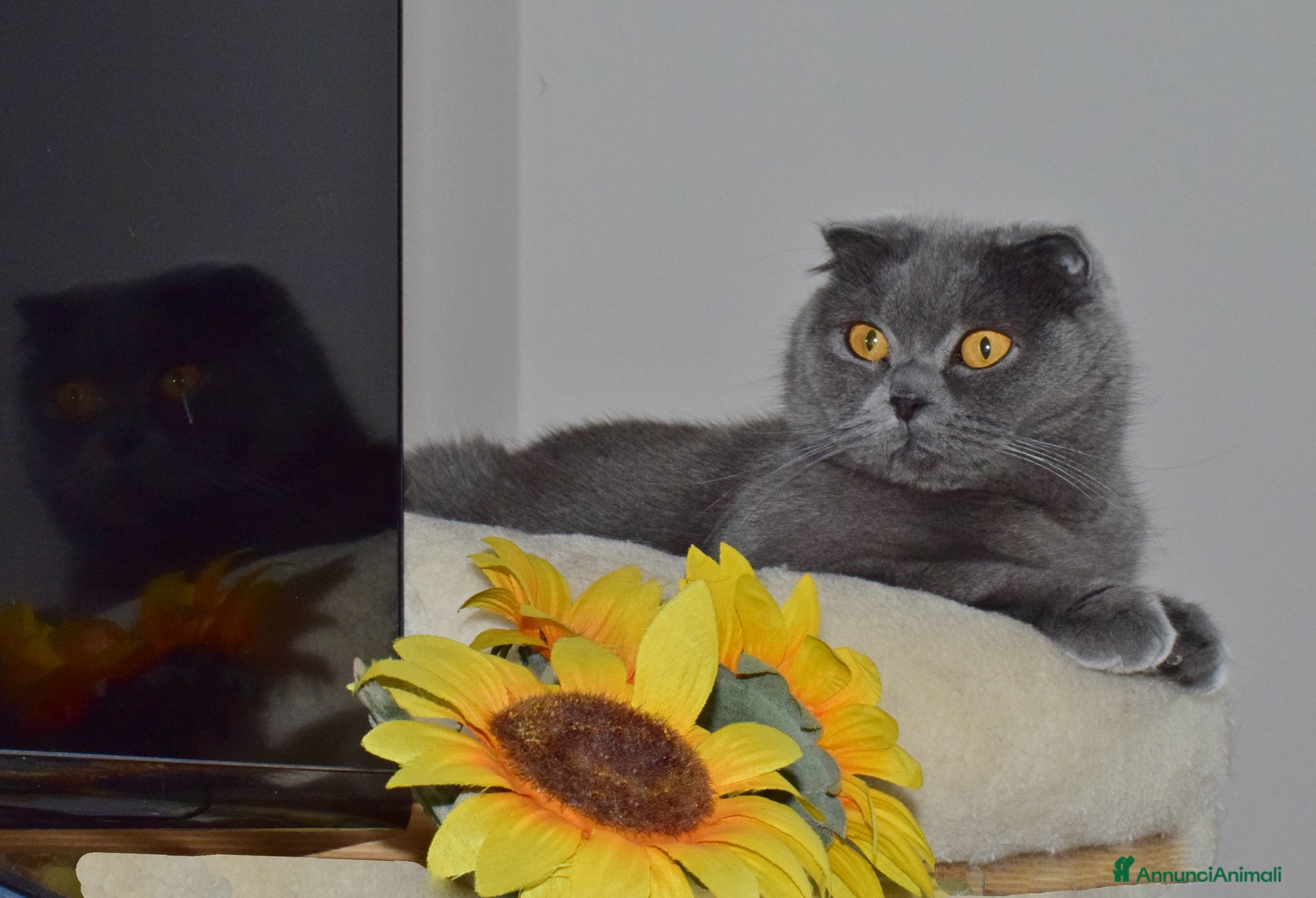 Scottish gatti in vendita: Scottish fold e straight con pedigree - Annuncio 1