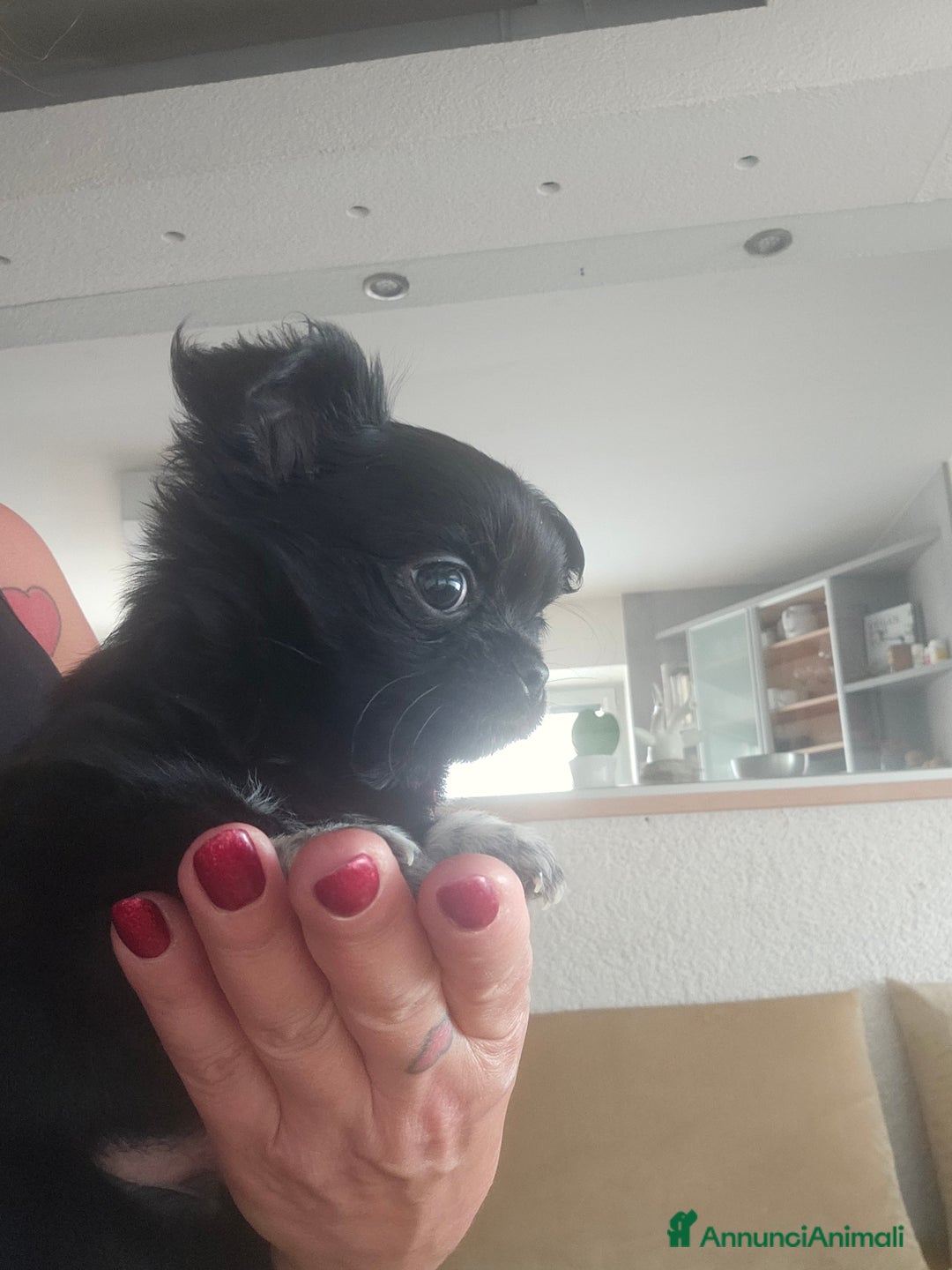 Chihuahua cani in vendita: Chihuahua pelo lungo  - Annuncio 3