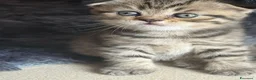 British gatti in vendita: British shorthair  - Annuncio 4