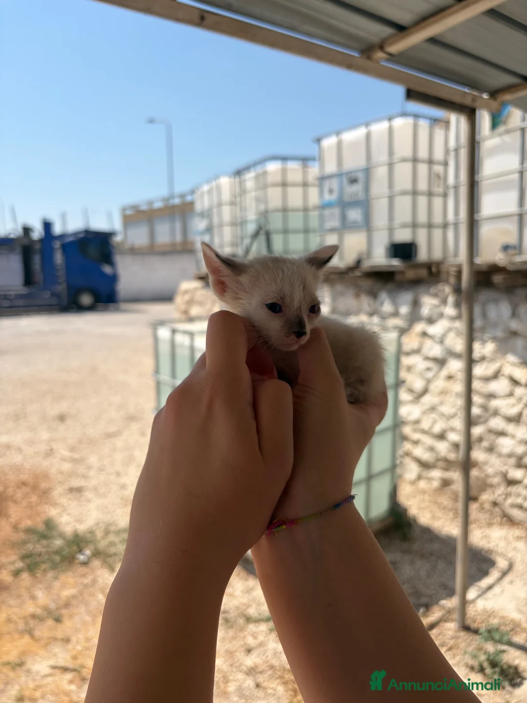 Meticcio gatti in regalo: Gattini cercano casa per la vita - Annuncio 2