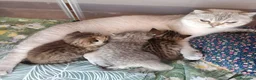 Scottish gatti in vendita: Due splendide scottish  - Annuncio 1