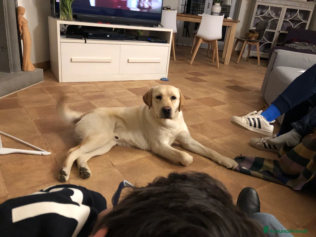 Immagine della galleria {{count}}