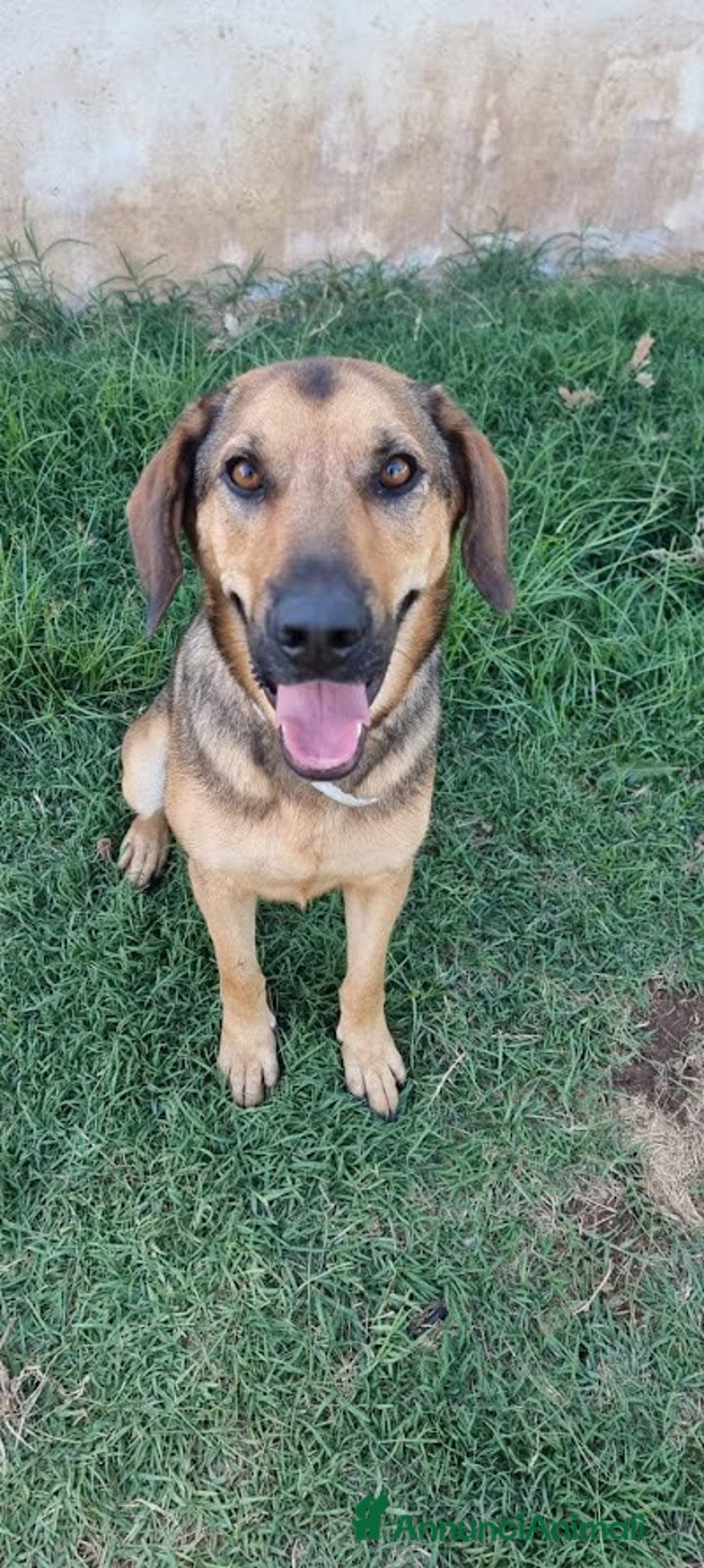 Meticcio cani in regalo: ARCHIMEDE, simil segugio, 3 anni di simpatia - Annuncio 2