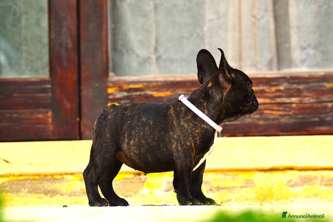 Bulldog Francese cani in vendita: Femmina Bringee  - Annuncio 9