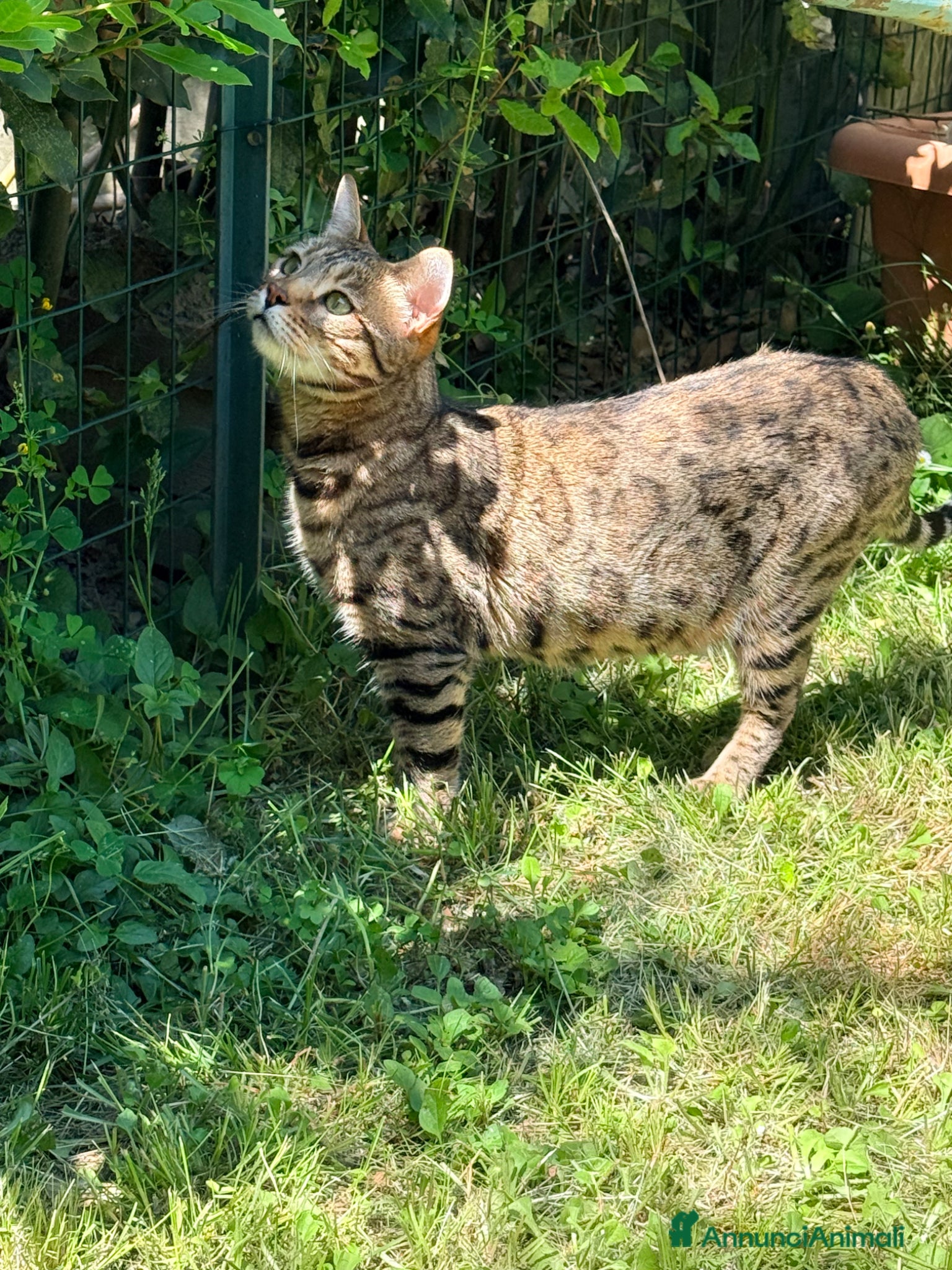 Bengala gatti in vendita: Gatto bengala a Provincia di Pistoia - Annuncio 6