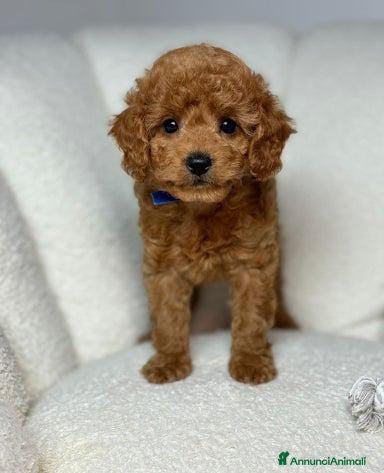 Meticcio cani Cuccioli di Mini Goldendoodle F1BB - Annuncio 2