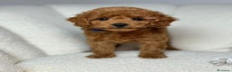 Meticcio cani in vendita: Cuccioli di Mini Goldendoodle F1BB - Annuncio 1