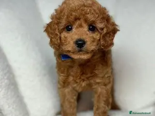 Meticcio cani Cuccioli di Mini Goldendoodle F1BB - Annuncio 8