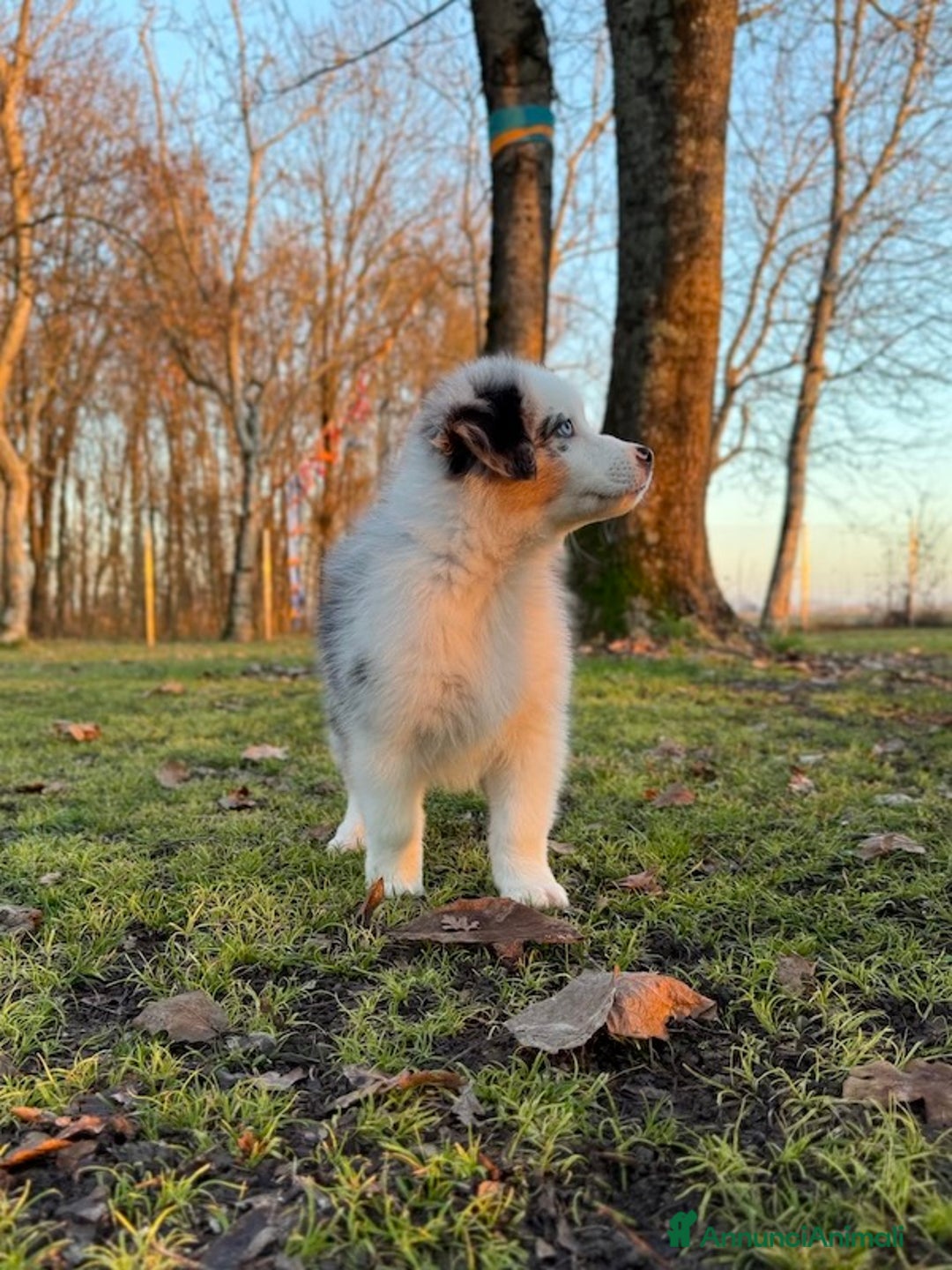 Australian Shepherd cani in vendita: Cucciolo di Australian Shepherd Blue Merle - Annuncio 4
