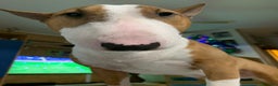 Bull Terrier Mini cani per accoppiamento: cerco bull terrier mini per accoppiamento  - Annuncio 2