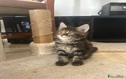 Maine Coon gatti in vendita: Maine Coon pedigree Anfi a Provincia di Modena - Immagine 27