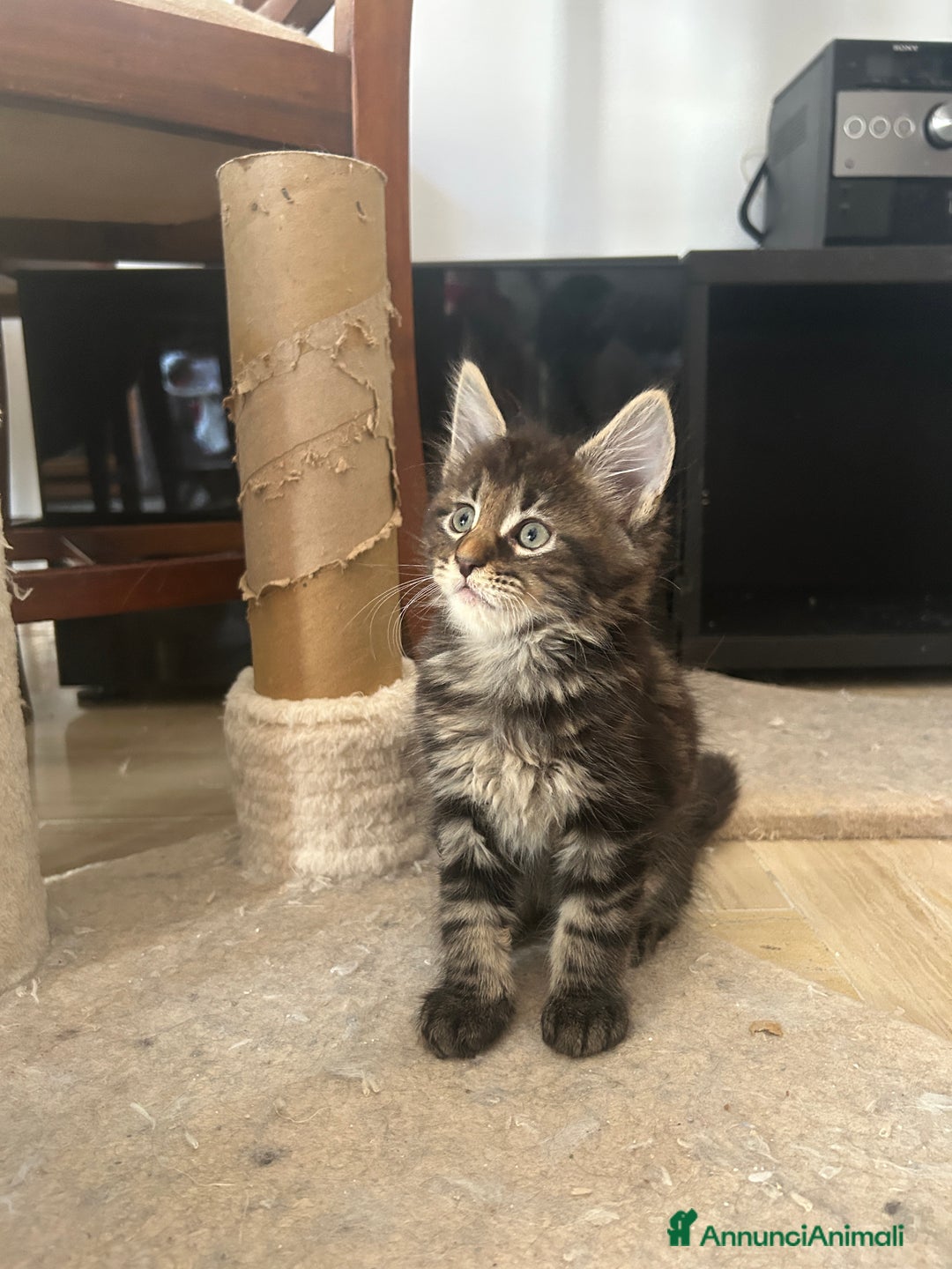 Maine Coon gatti in vendita: Maine Coon pedigree Anfi a Provincia di Modena - Immagine 27