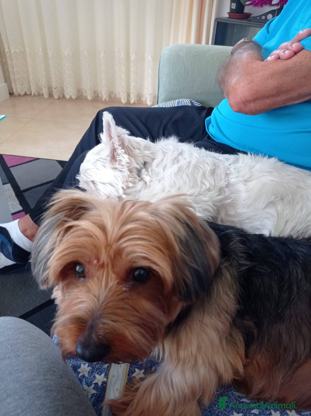 Meticcio cani in regalo: Meticci dimenticati da tutti  - Annuncio 10