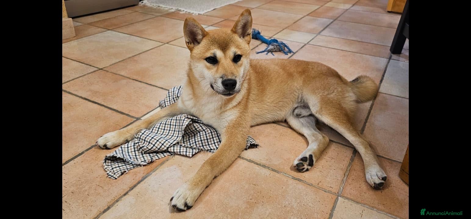 Shiba Inu cani CUCCIOLO SHIBA INU 12 MESI - Annuncio 1