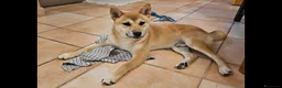 Shiba Inu cani in regalo: CUCCIOLO SHIBA INU 12 MESI a Città Metropolitana di Bari - Annuncio 1
