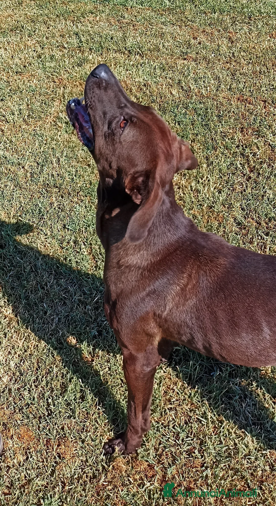 Meticcio cani in regalo: Fuego derivato molosso in adozione a Provincia di Latina - Annuncio 8