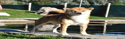 Shiba Inu cani in vendita: Cuccioli SHIBA INU  - Annuncio 8