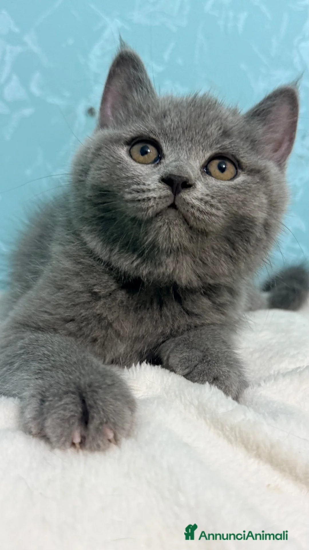 Scottish gatti in vendita: Gattino scottish straight  - Annuncio 2