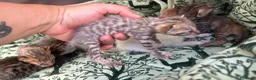 Meticcio gatti in vendita: Gattini Millefiori mix Bengal  - Annuncio 22