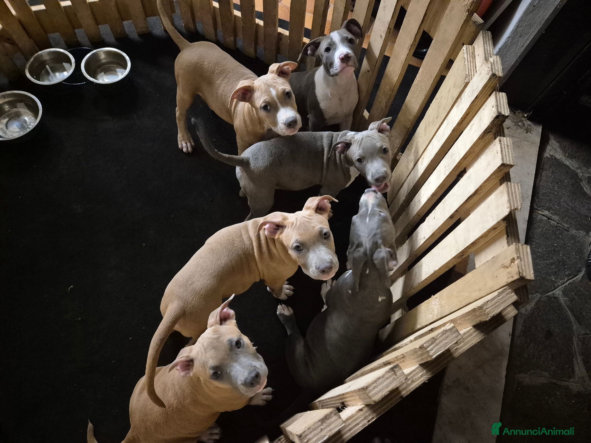 American Staffordshire cani Quattro maschietti disponibili - Annuncio 1