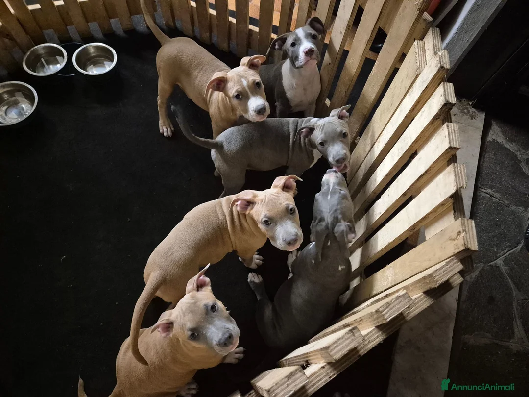 American Staffordshire cani in vendita: Quattro maschietti disponibili - Annuncio 1