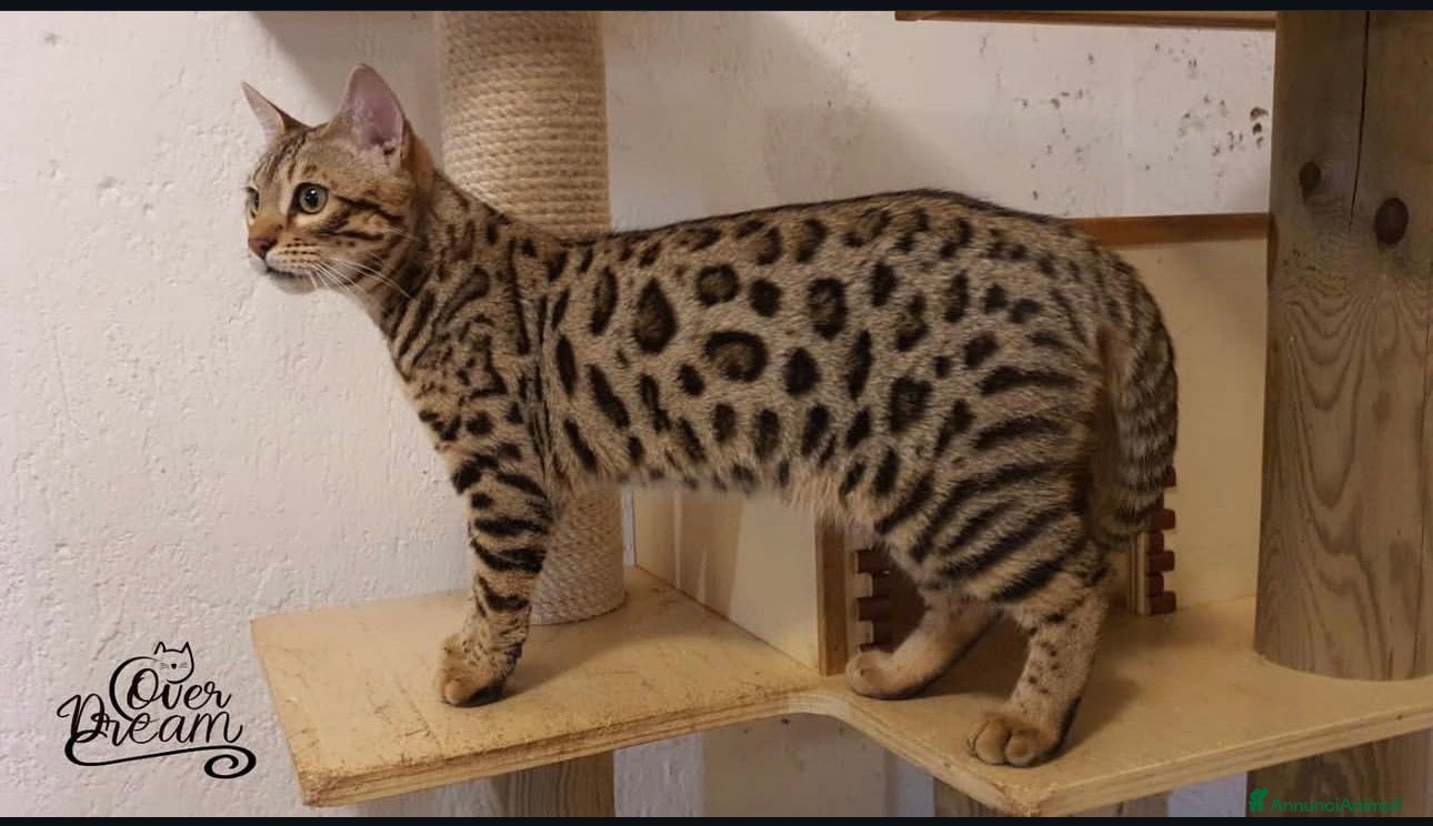 Bengala gatti Cuccioli bengala  - Annuncio 7