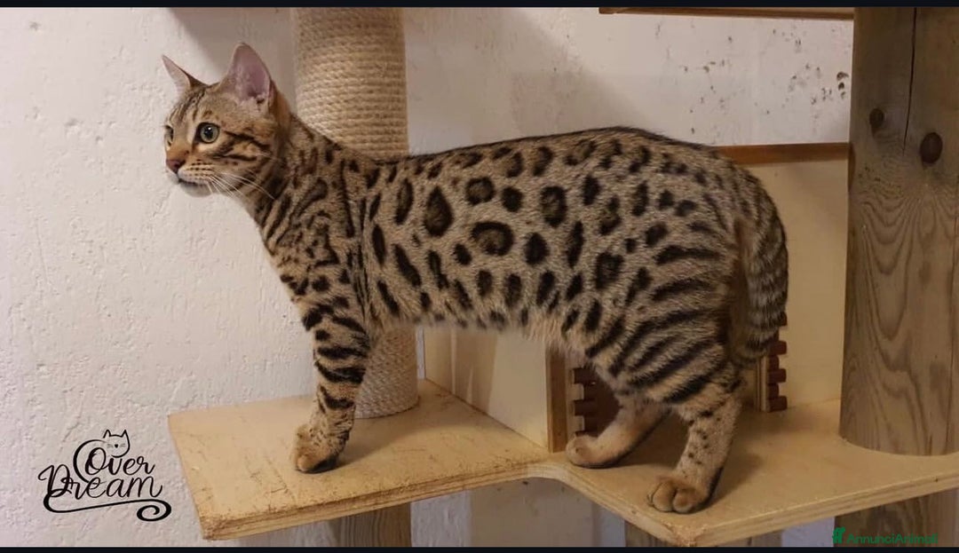 Bengala gatti in vendita: Cuccioli bengala  - Annuncio 1