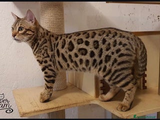 Bengala gatti Cuccioli bengala - Annuncio 8