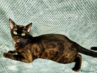 Bengala gatti Splendida gatta del bengala con pedigree - Annuncio 9