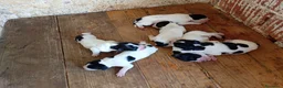 Pointer cani in vendita: Vendo cuccioli di razza pointer a Provincia di Brescia - Annuncio 2