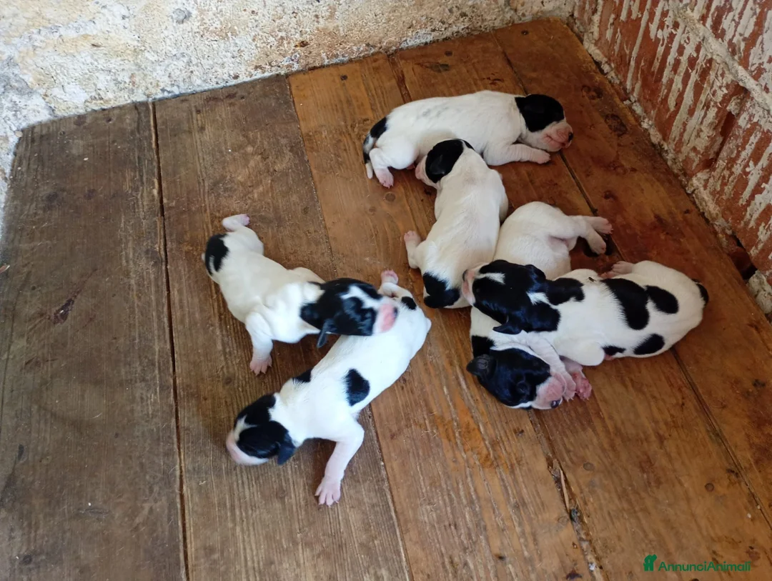 Pointer cani in vendita: Vendo cuccioli di razza pointer a Provincia di Brescia - Annuncio 2
