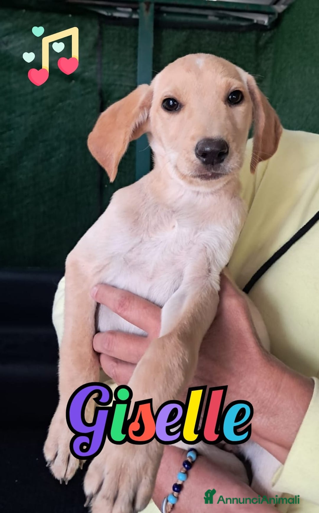 Meticcio cani in regalo: GISELLE - Annuncio 1