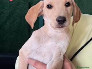 Meticcio cani GISELLE - Annuncio 30