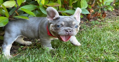 Bulldog Francese cani - Annuncio 10