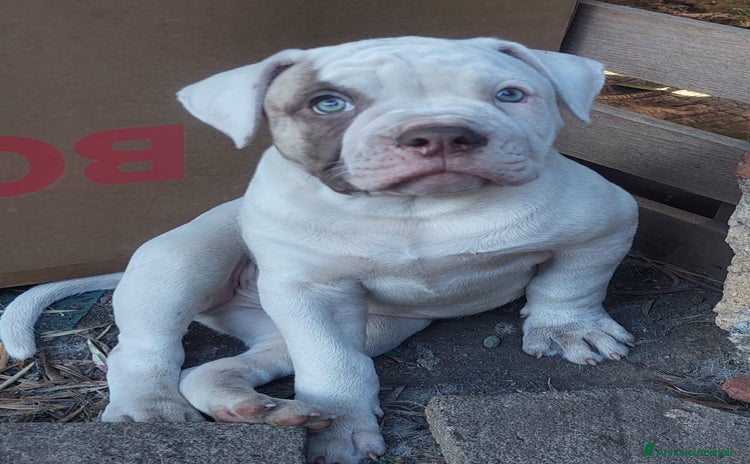 Bulldog cani a Città metropolitana di Catania - Annuncio 1