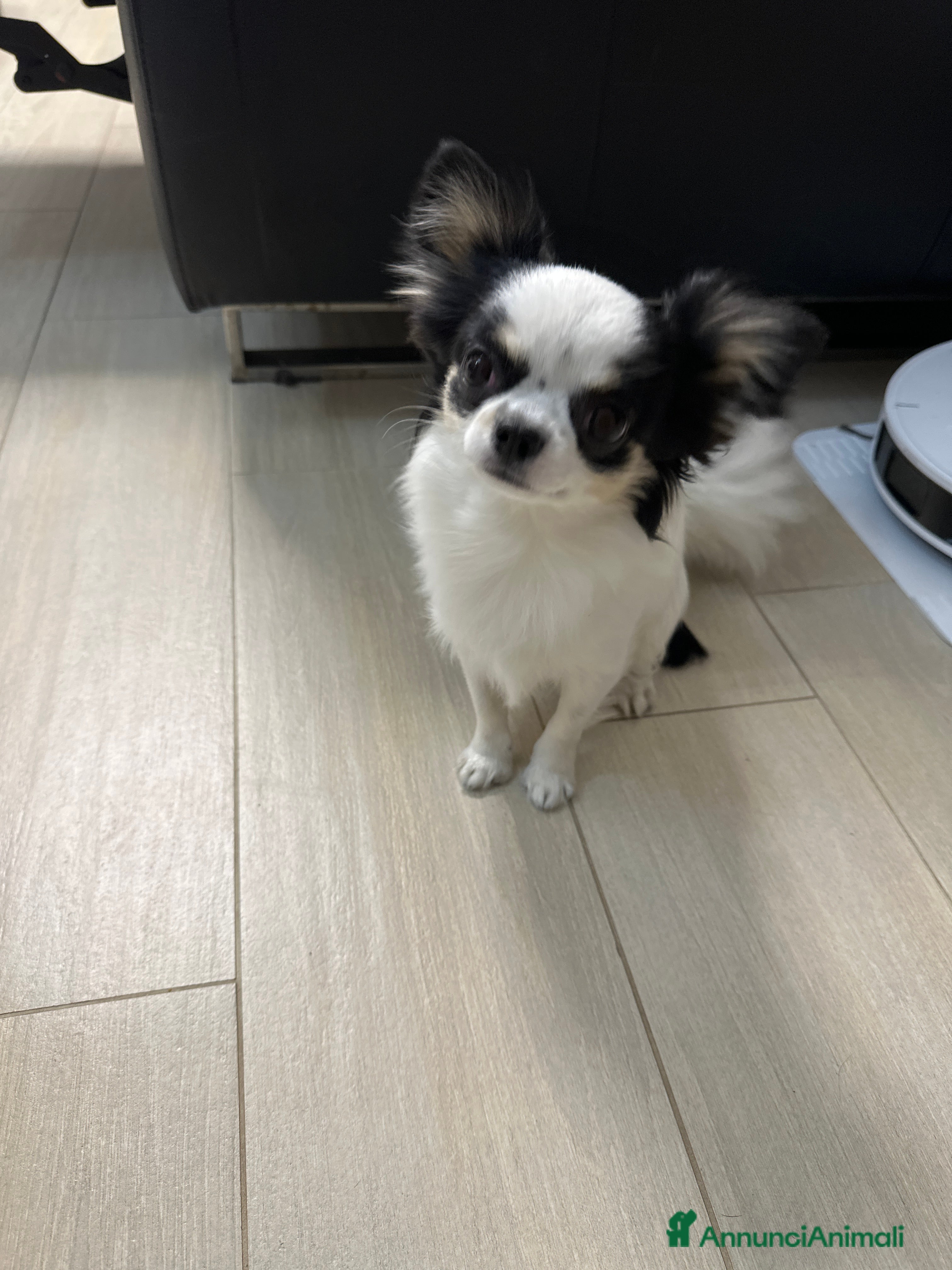 Chihuahua cani Cerco fidanzata  - Annuncio 4