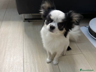 Chihuahua cani Cerco fidanzata - Annuncio 1