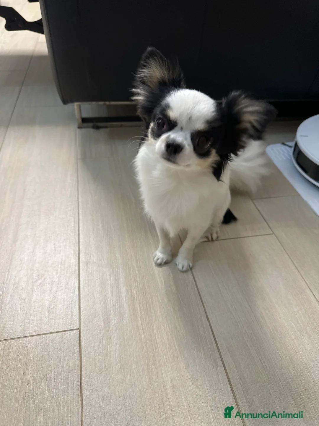 Chihuahua cani per accoppiamento: Cerco fidanzata  - Annuncio 1