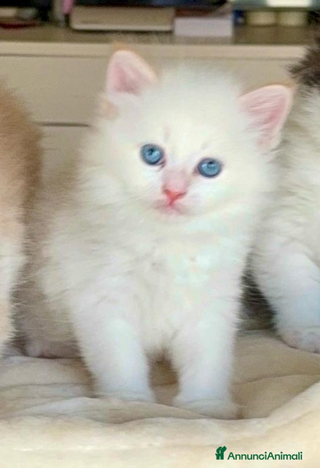 Siberiano gatti in vendita: Gattini siberiani e neva masquerade  - Immagine 9