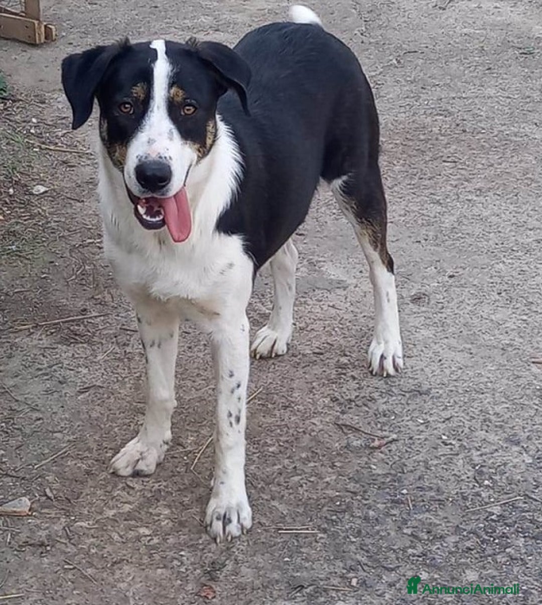 Meticcio cani in regalo: DOLCI BILBA E LUNA IN REGALO a Città metropolitana di Catania - Annuncio 3