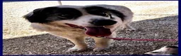 Meticcio cani in regalo: GGG un cumulo di dolcezza! a Provincia di Verona - Annuncio 5