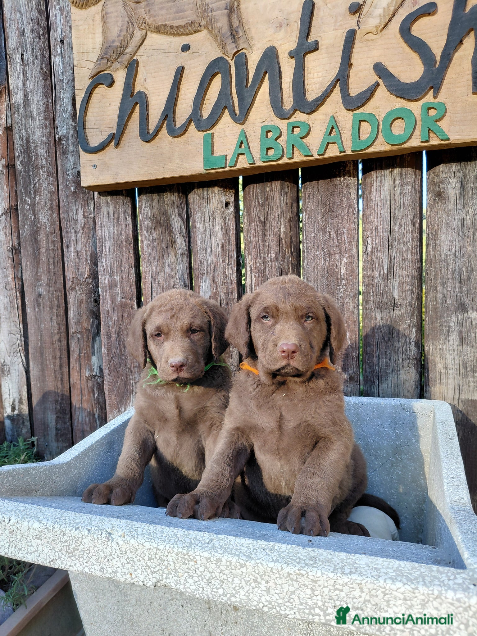 Chesapeake Bay Retriever cani Cuccioli disponibili Chesapeake Bay Retriever  - Annuncio 1