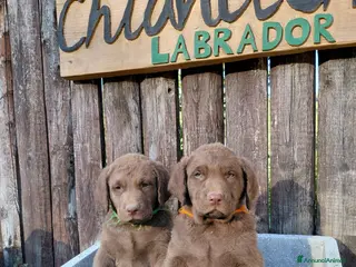 Chesapeake Bay Retriever cani Cuccioli disponibili Chesapeake Bay Retriever - Annuncio 2