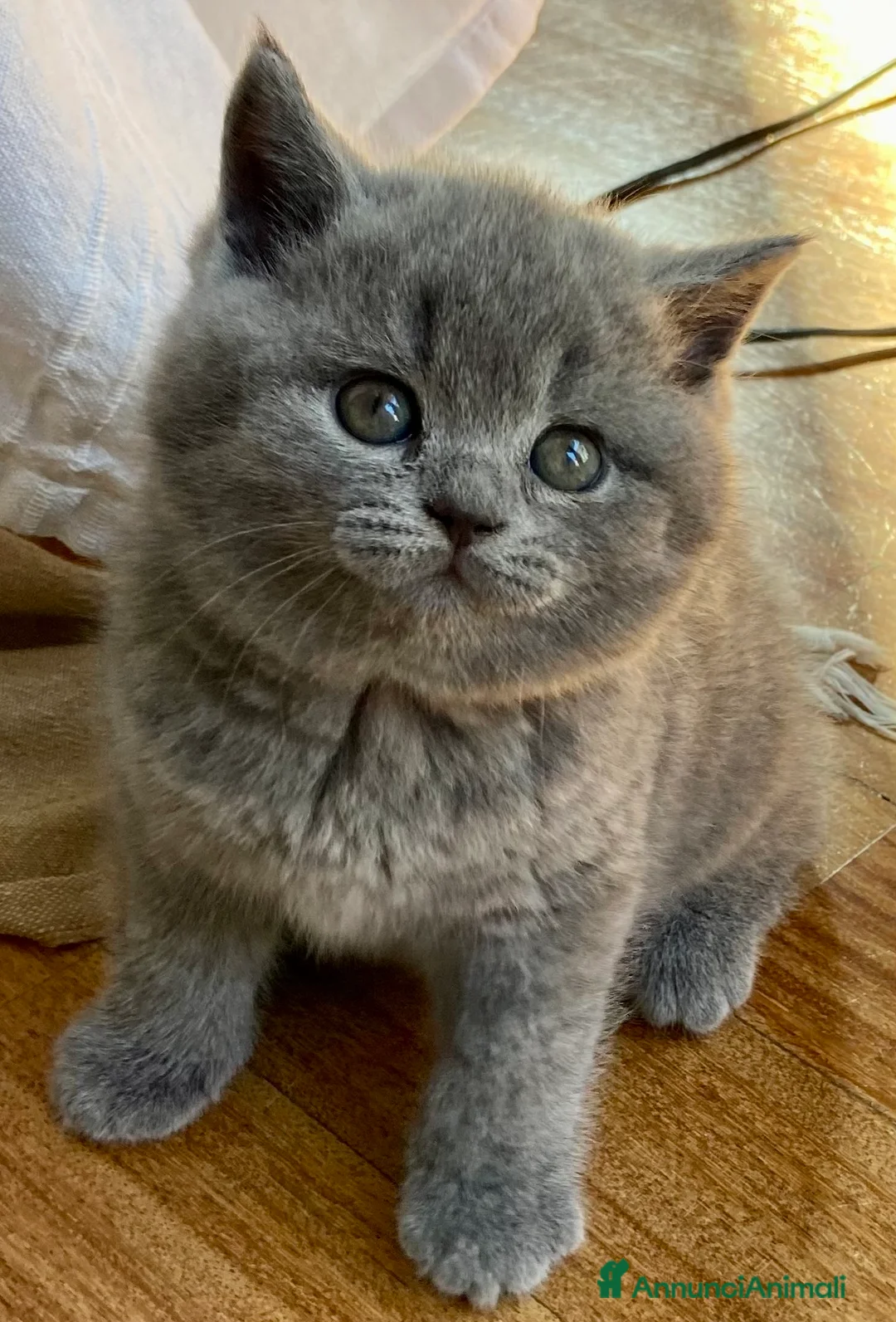 Scottish gatti in vendita: 💙 Ultima femmina Scottish Straight Blue  💙 - Annuncio 6