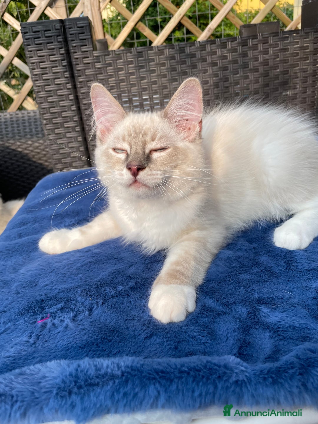 Ragdoll gatti in vendita: Fantastici cuccioli di Ragdoll a Provincia di Pavia - Immagine 8