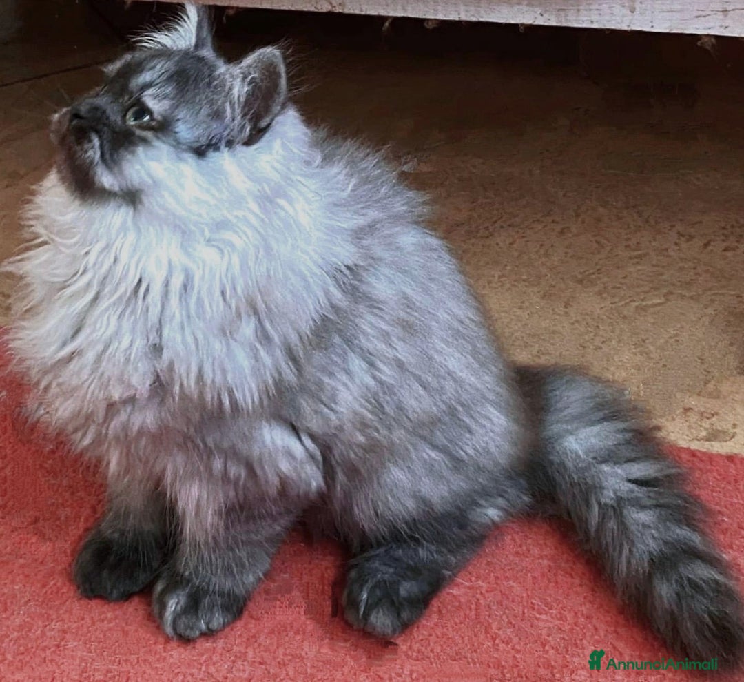 Persiano gatti in vendita: Cucciolo di persiani normotipo MASCHIO  - Annuncio 9