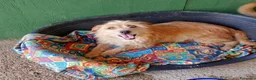 Meticcio cani in regalo: Mix yorkini 4 e7 anni,tg piccola,finiti in canile - Annuncio 3