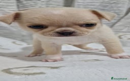 Chihuahua cani in vendita: Chihuahua maschietto - Immagine 3